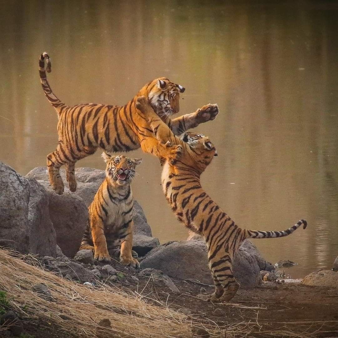 Luxury wildlife safaris India